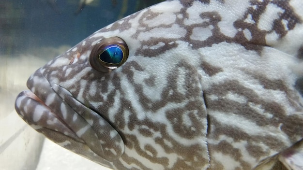 Foto vista laterale di pesci che nuotano in acquario