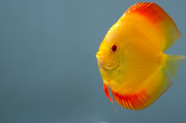 Photo side view of fish swimming in water