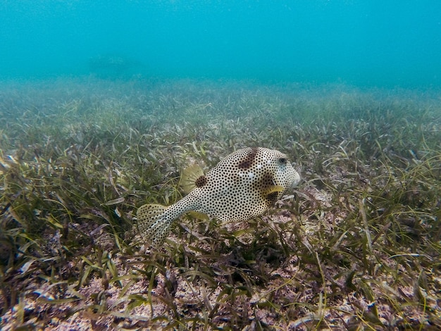 Side view of a fish underwater