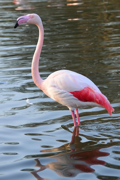 湖 の フラミンゴ の 側面 の 眺め