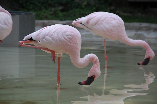 動物園の池のフラミンゴの側面の景色