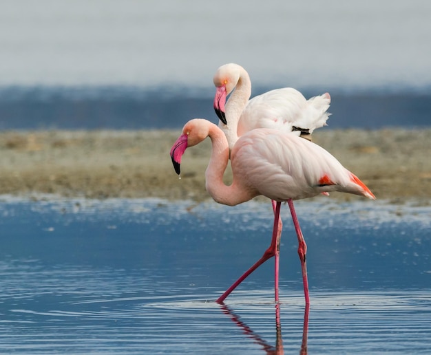 Photo side view of flamingoes in water