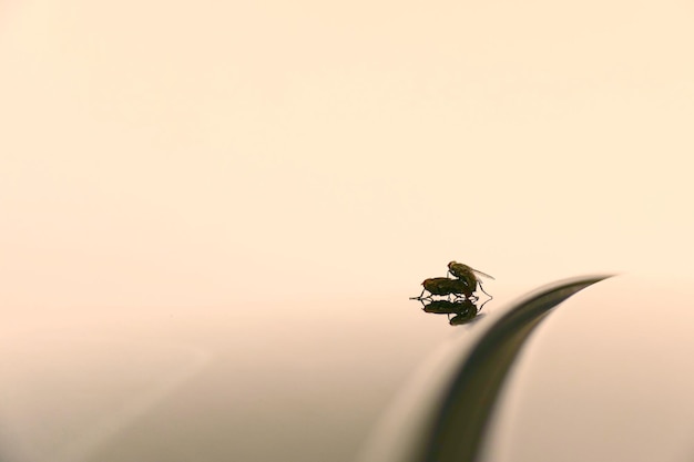 Side view of flies mating against blurred background