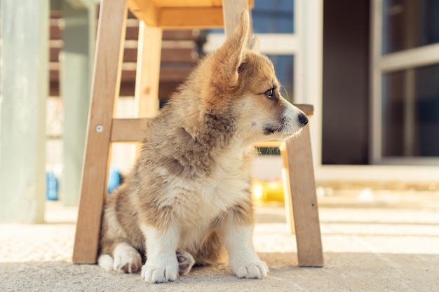 Side view of fluffy welsh pembroke corgi puppy sitting on concrete floor under wooden stairs near house looking aside