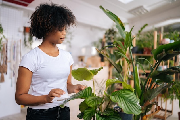 흰 셔츠를 입은 집중된 아프리카계 미국인 젊은 여성이 집에 있는 녹색 식물의 잎에서 부드러운 천으로 조심스럽게 먼지를 닦는 모습