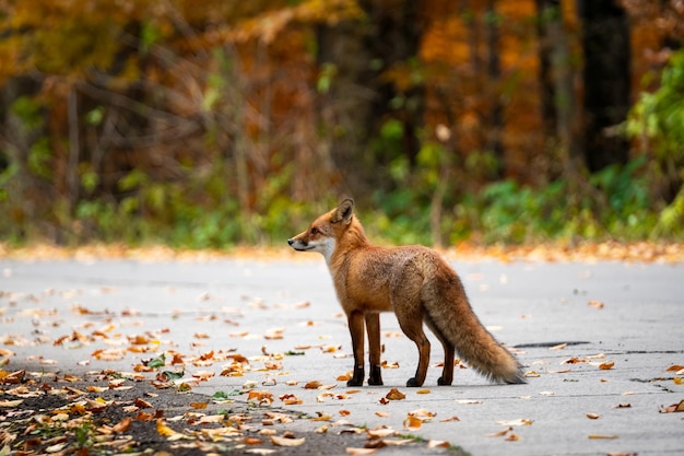 Photo side view of a fox on ground