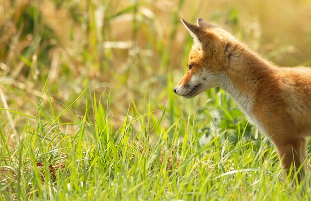 Side view of fox pup standing on grassy field