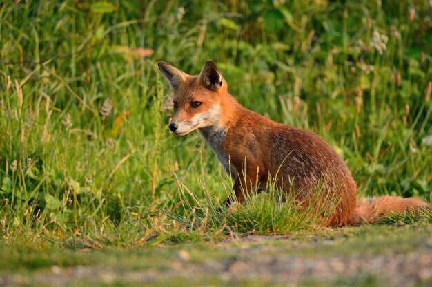 Photo side view of fox sitting on field