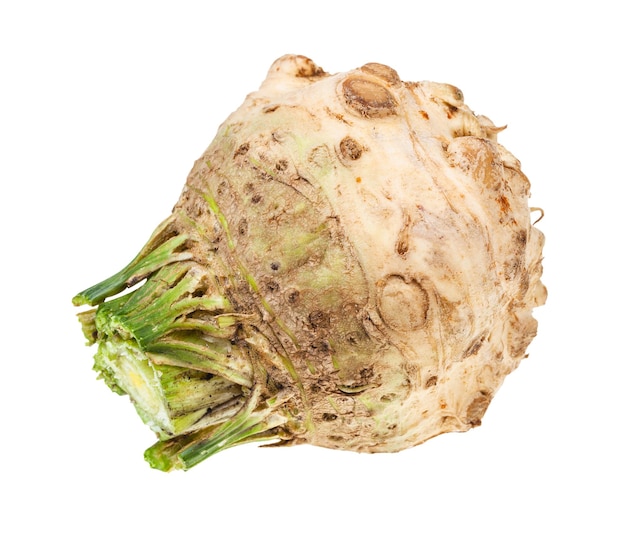 Side view of fresh celeriac celery root isolated