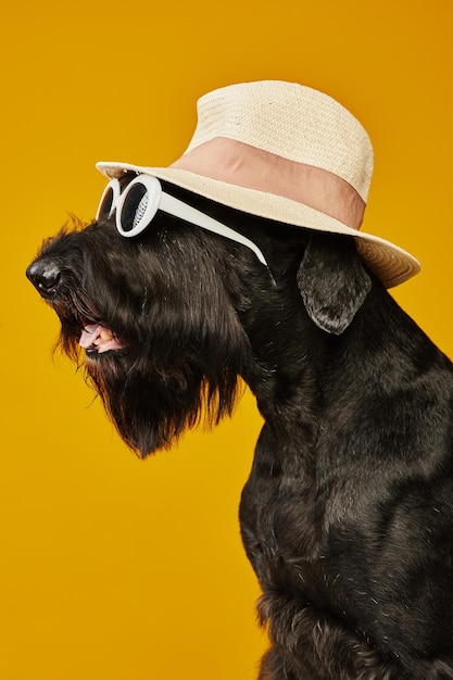 Photo side view of funny dog in sun hat and sunglasses sitting against yellow background