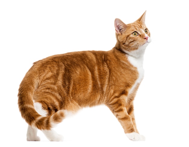 Vista laterale di un gatto di razza mista di zenzero in piedi, isolato su bianco