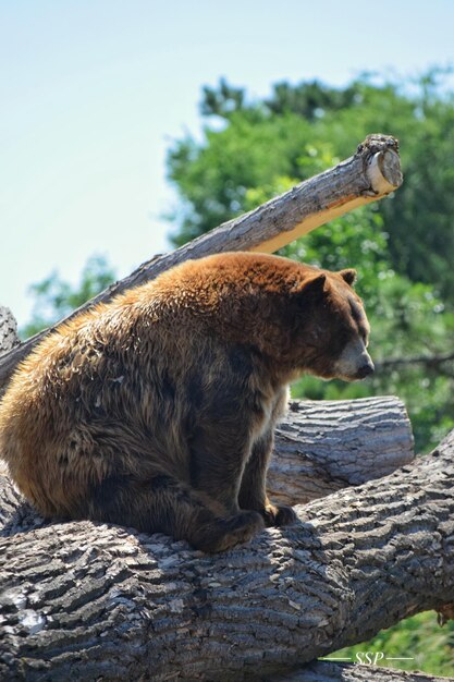 Foto vista laterale della giraffa contro gli alberi