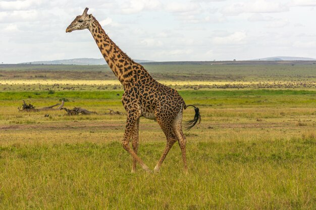 Foto vista laterale di una giraffa sul campo