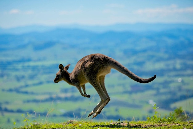 Foto vista laterale di una giraffa sulla terraferma