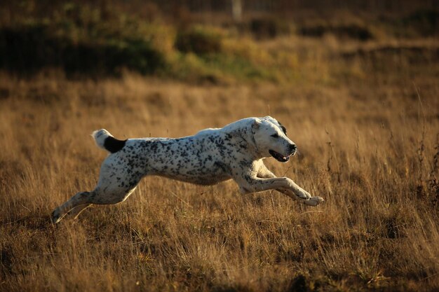 Photo side view of giraffe running on field