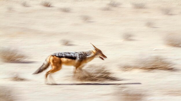 Side view of giraffe running on land