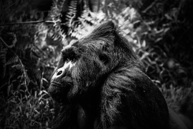 Photo side view of a gorilla looking away