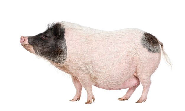 Side view of Gottingen minipig