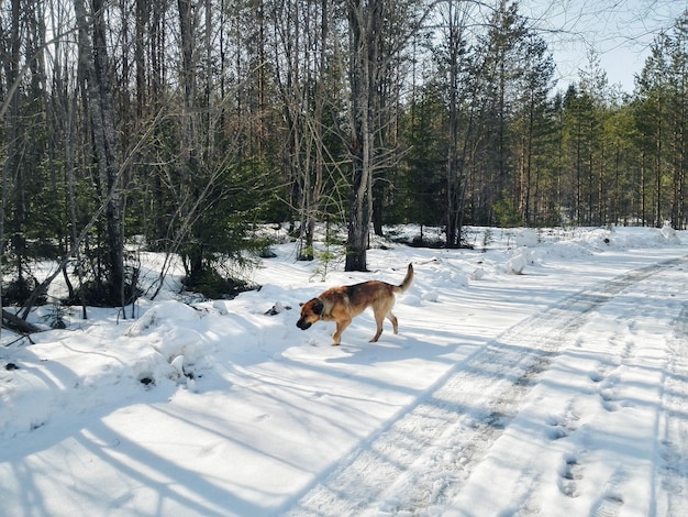 澄んだ空の前で雪を歩く毛深い犬のサイドビュー