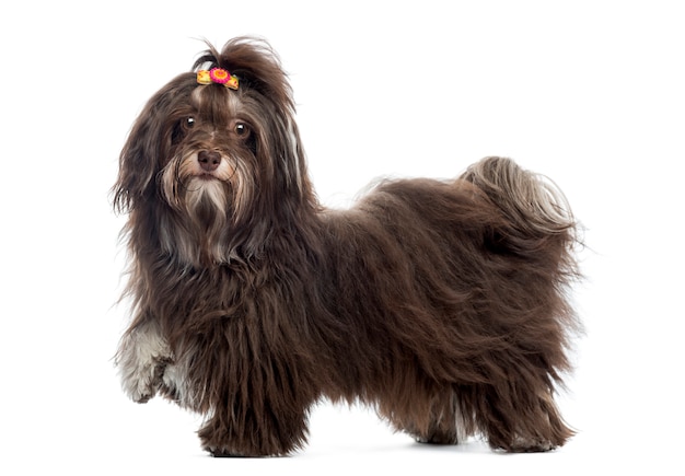 Side view of a Havanese looking at the camera paw up isolated