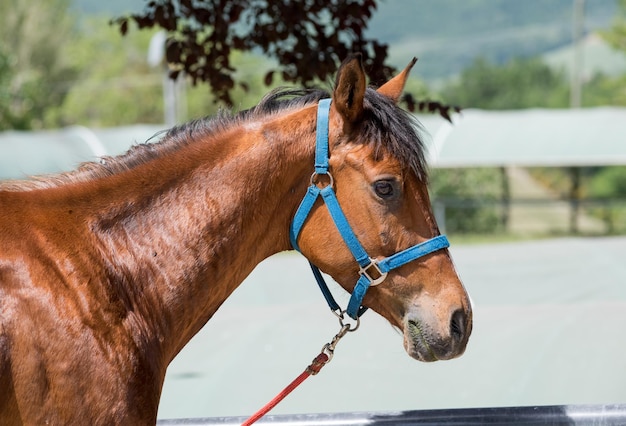 Side view head portrait of a brown horse in halter