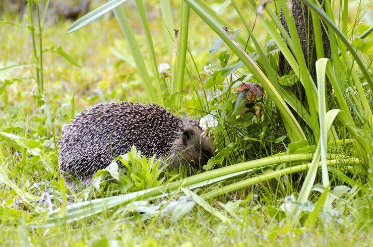 फोटो side view of hedgehog on plants