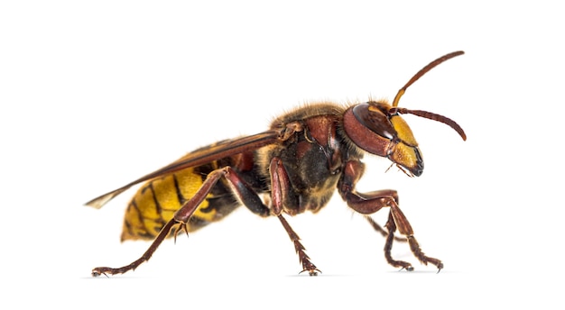 Side view of a Hornet, Vespa Crabro, isolated on white