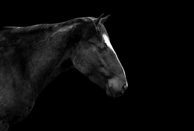 Side view of horse against black background