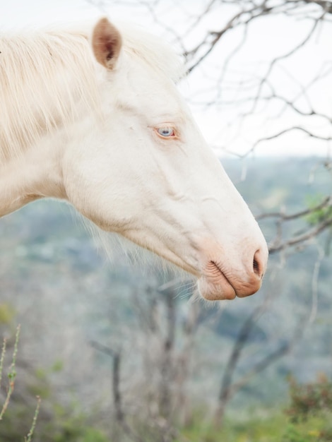 Foto vista laterale del cavallo contro gli alberi