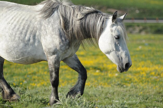 Photo side view of horse on field