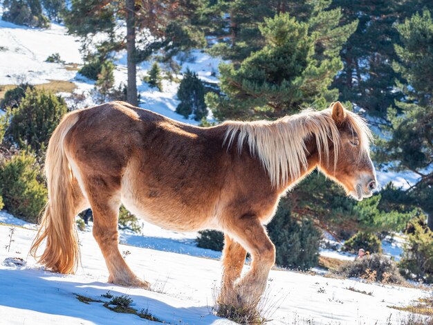 Photo side view of a horse on field