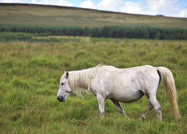 Side view of a horse on field