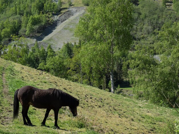 Side view of horse on field