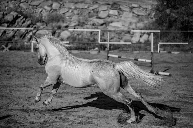 Photo side view of horse on field