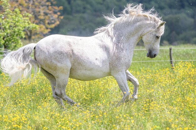 Photo side view of a horse on field