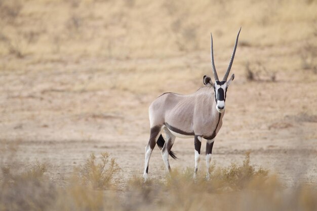 Photo side view of horse on field