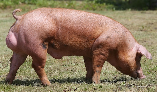 Photo side view of horse grazing on field