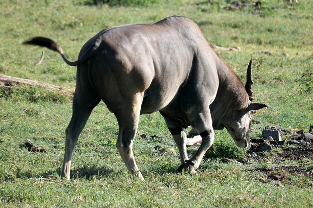 Side view of horse grazing in field