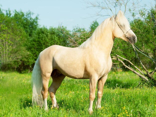 Side view of horse grazing on grassy field