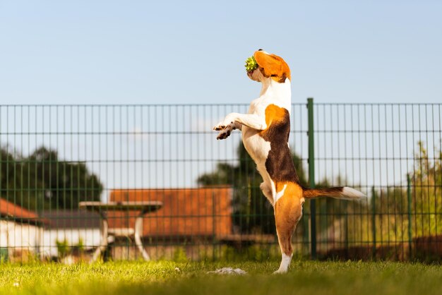 Side view of a horse jumping on grass against sky