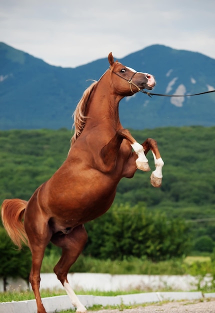 山の背後で陸上でジャンプする馬のサイドビュー