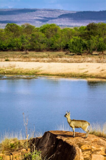 Photo side view of horse on lake