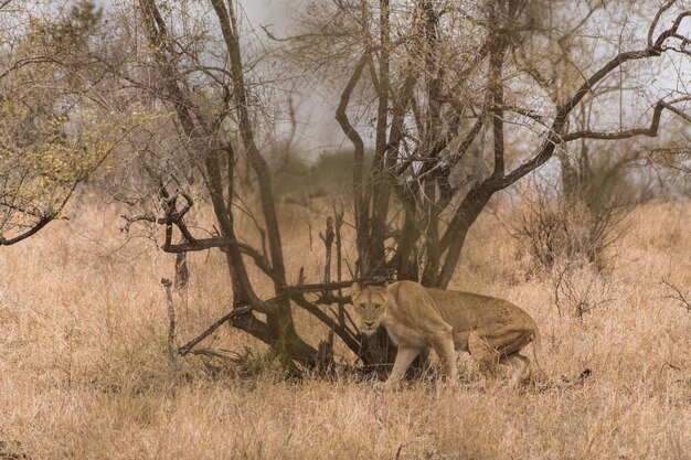 Photo side view of a horse on land