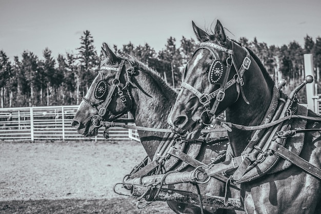 Photo side view of horse on railing against sky