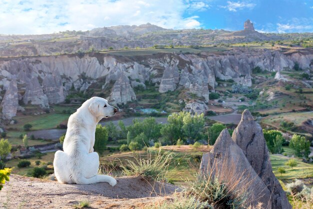 Side view of a horse on rock