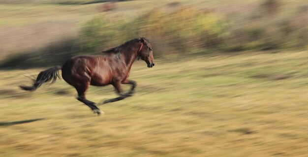 Foto vista laterale di un cavallo che corre sul campo