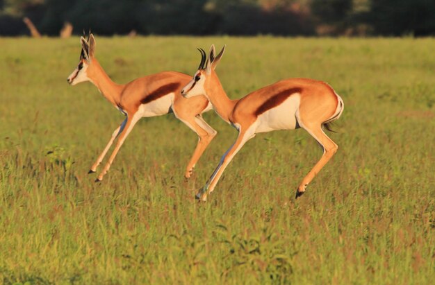 Side view of horse running on field