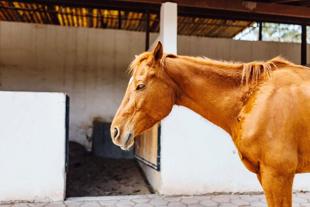 Side view of horse in stable