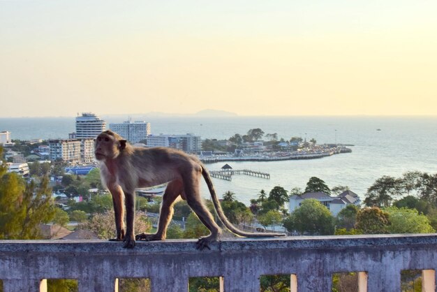 Side view of horse standing by sea against clear sky