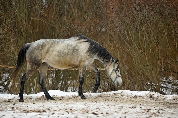 Foto vista laterale di un cavallo in piedi sul campo